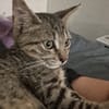 ZOE, chaton femelle type européen