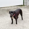 XENA, femelle croisée créole junior