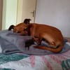 Roxy la coquine