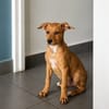LILOU, chiot femelle Berger Créole