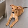 LILOU, chiot femelle Berger Créole