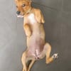 LILOU, chiot femelle Berger Créole