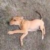 LILOU, chiot femelle Berger Créole