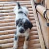 MYLÈNE, chiot femelle Croisée Épagneul Breton