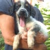 MYLÈNE, chiot femelle Croisée Épagneul Breton