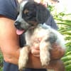 MYLÈNE, chiot femelle Croisée Épagneul Breton