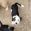 PANDA, chiot femelle Croisée Jack Russel