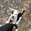 PANDA, chiot femelle Croisée Jack Russel