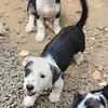 PANDA, chiot femelle Croisée Jack Russel