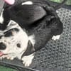 PANDA, chiot femelle Croisée Jack Russel
