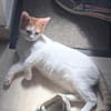 MIEL, chaton créole mâle