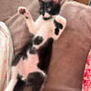 SHIRYU ADOPTABLE AVEC SA SOEUR SAORI OU SEUL SI VOUS AVEZ DÉJÀ UN CHAT PRÉSENT CHEZ VOUS