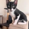 SHIRYU ADOPTABLE AVEC SA SOEUR SAORI OU SEUL SI VOUS AVEZ DÉJÀ UN CHAT PRÉSENT CHEZ VOUS