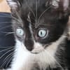 SHIRYU ADOPTABLE AVEC SA SOEUR SAORI OU SEUL SI VOUS AVEZ DÉJÀ UN CHAT PRÉSENT CHEZ VOUS