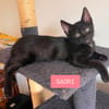 SAORI ADOPTABLE AVEC SON FRÈRE SHIRYU OU SEULE SI VOUS AVEZ DÉJÀ UN CHAT PRÉSENT CHEZ VOUS