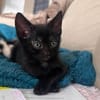 SAORI ADOPTABLE AVEC SON FRÈRE SHIRYU OU SEULE SI VOUS AVEZ DÉJÀ UN CHAT PRÉSENT CHEZ VOUS