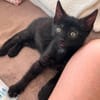 SAORI ADOPTABLE AVEC SON FRÈRE SHIRYU OU SEULE SI VOUS AVEZ DÉJÀ UN CHAT PRÉSENT CHEZ VOUS