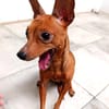 ALFONSITA