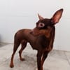 CANELA