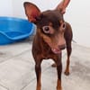 CANELA