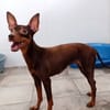 CANELA