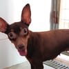CANELA