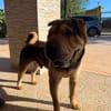 SUMO (MARTINA)