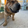 SUMO (MARTINA)