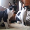 Paco et olympe