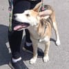 Kleiner Nanook🌺 wünscht sich Kuschelflat