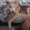 Kleiner Nanook🌺 wünscht sich Kuschelflat
