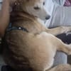 Kleiner Nanook🌺 wünscht sich Kuschelflat