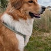 Bailey - aufmerksam und sensibel
