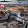 Bailey - aufmerksam und sensibel