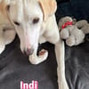 Indi - verschmust und lernwillig