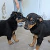 Sonnenschein sucht Zuhause