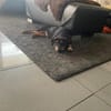 Sonnenschein sucht Zuhause