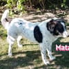 Mata - liebevoll und lernwillig