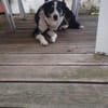 Mogli such sein neues Zuhause
