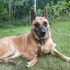RUBY in 91616 Neusitz sucht