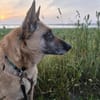 RUBY in 91616 Neusitz sucht