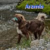 Vermittlungshilfe Aramis; 88239 Amtzell
