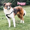 Peggy - verschmust und verspielt