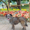 ELSY sucht ihr Körbchen