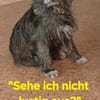 ELSY sucht ihr Körbchen