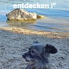 ELSY sucht ihr Körbchen