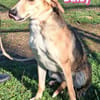 Daisy - treu und menschenbezogen