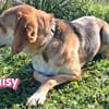 Daisy - treu und menschenbezogen