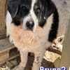 Bruno 2 - gemütlich, ruhig - Gnadenbrot