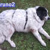 Bruno 2 - gemütlich, ruhig - Gnadenbrot